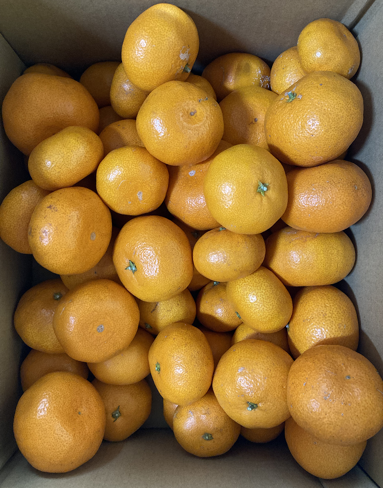 和歌山県産産地直送みかん